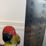 Parrot on its branch
