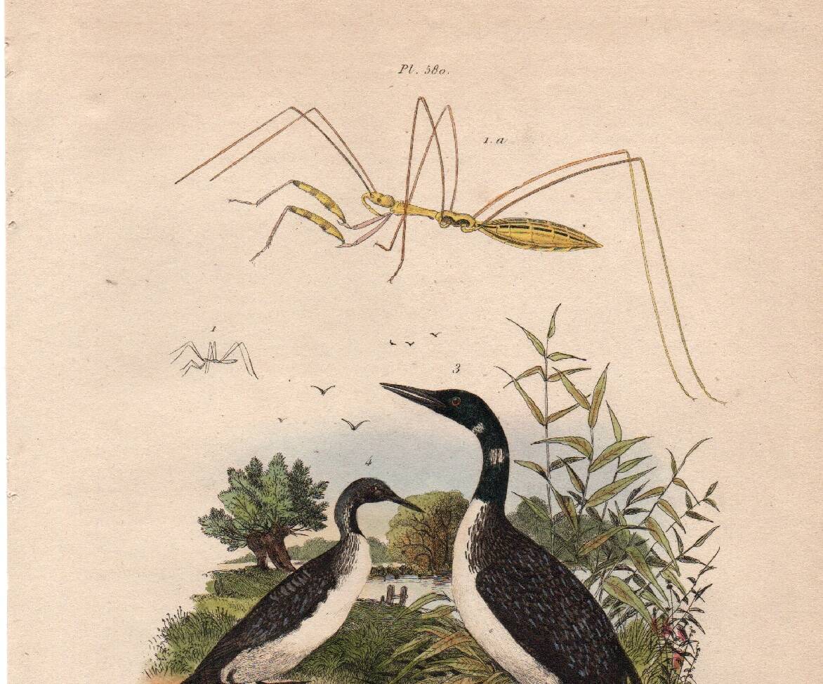 Old engraving from 1839 - Aquatic birds - zoological plate nature