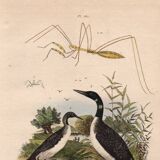 Old engraving from 1839 - Aquatic birds - zoological plate nature