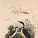 Old engraving from 1839 - Aquatic birds - zoological plate nature