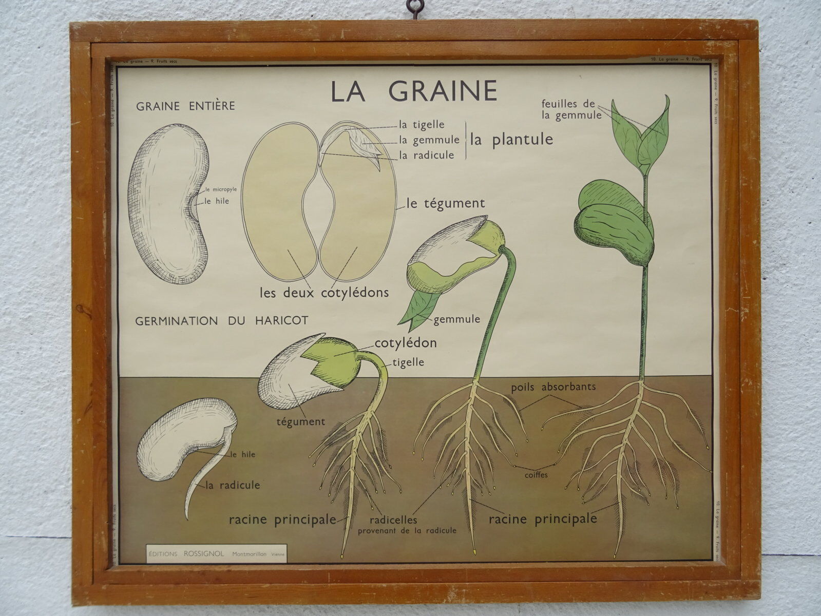 Set of 10 Rossignol posters on plants with frame