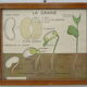 Set of 10 Rossignol posters on plants with frame