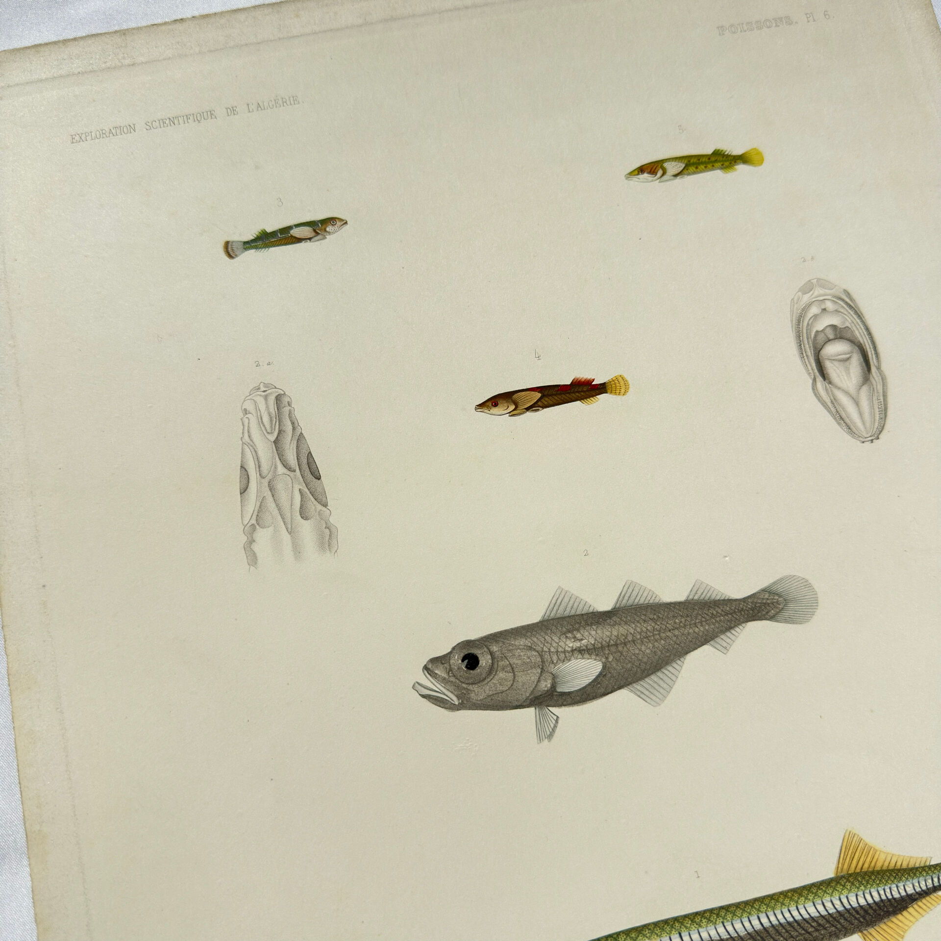 Original antique engraving Fish Algeria 1850 Guichenot Exploration