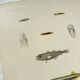 Original antique engraving Fish Algeria 1850 Guichenot Exploration