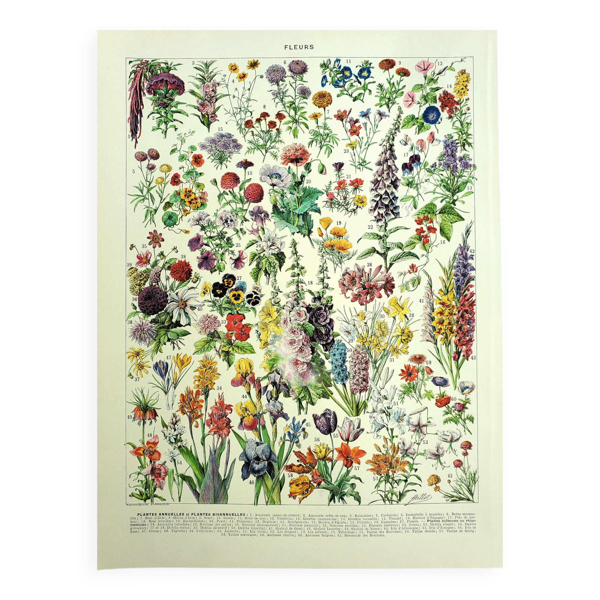 Botanical engraving 1928 A. Millot - Flower and plant 1