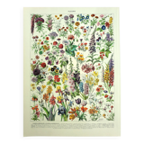 Botanical engraving 1928 A. Millot - Flower and plant 1