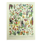 Botanical engraving 1928 A. Millot - Flower and plant 1