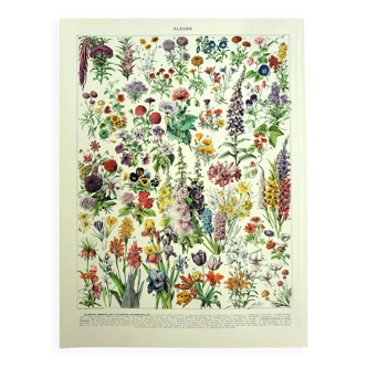 Botanical engraving 1928 A. Millot - Flower and plant 1