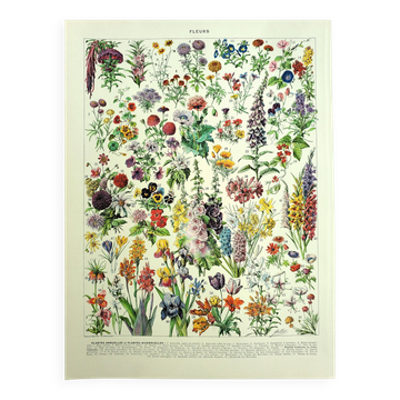 Botanical engraving 1928 A. Millot - Flower and plant 1
