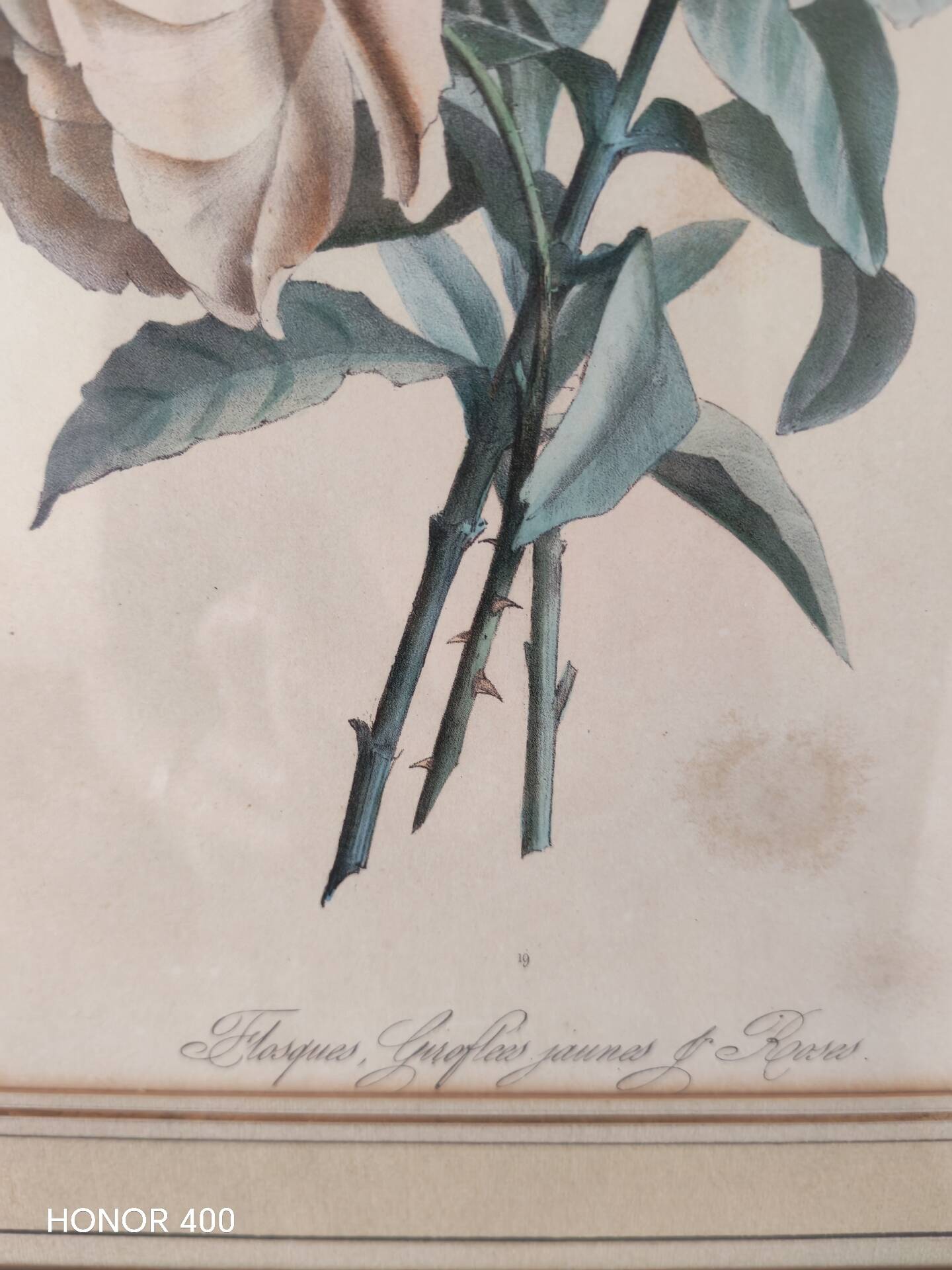 Gravure botanique XIX siècle bouquet de fleurs encadrement parisien