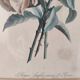 Gravure botanique XIX siècle bouquet de fleurs encadrement parisien