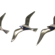 Lot de 3 oiseaux de goéland chromé, 15 - 20 -25 cm