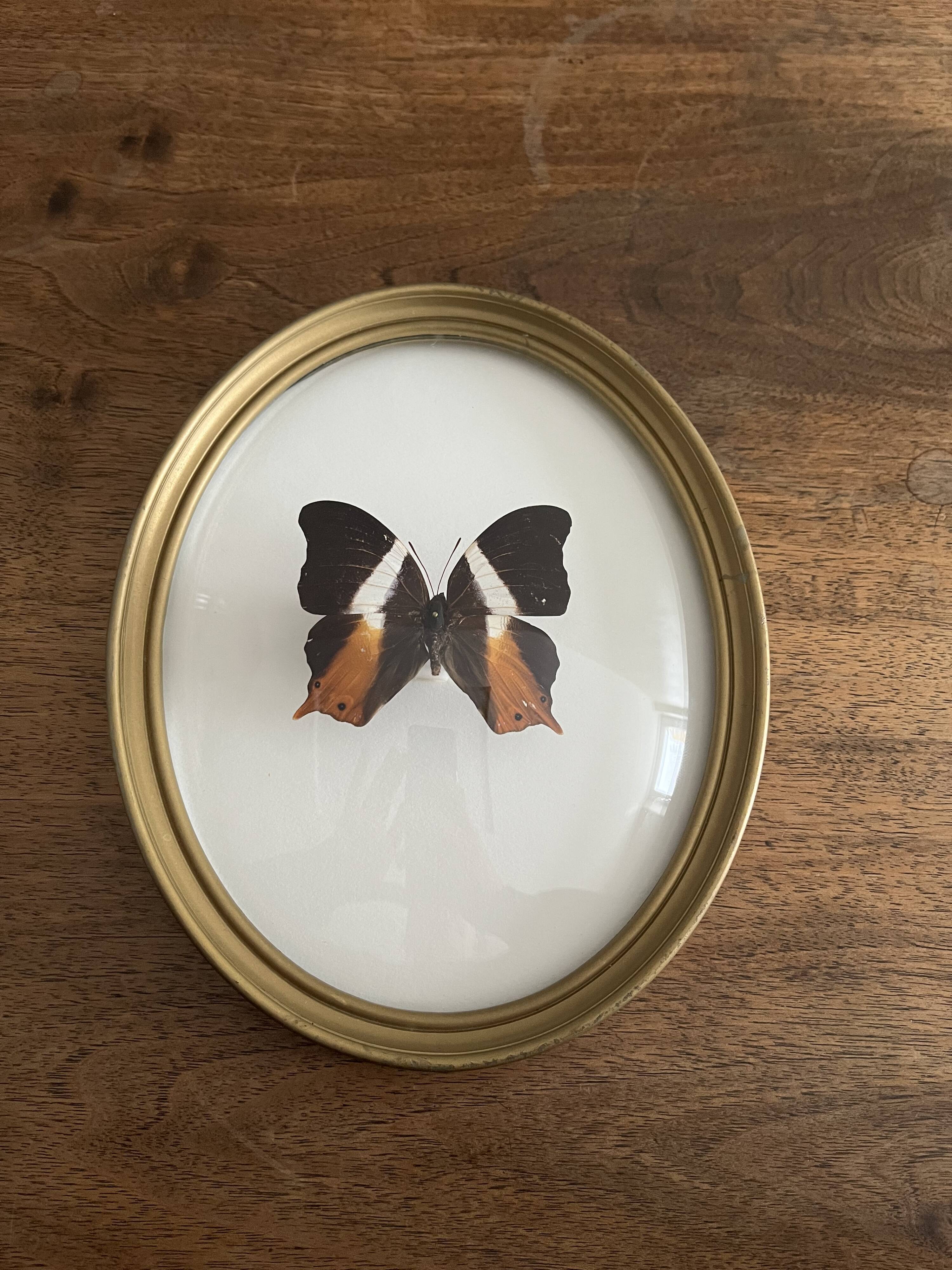 Butterfly frame naturalized curved glass