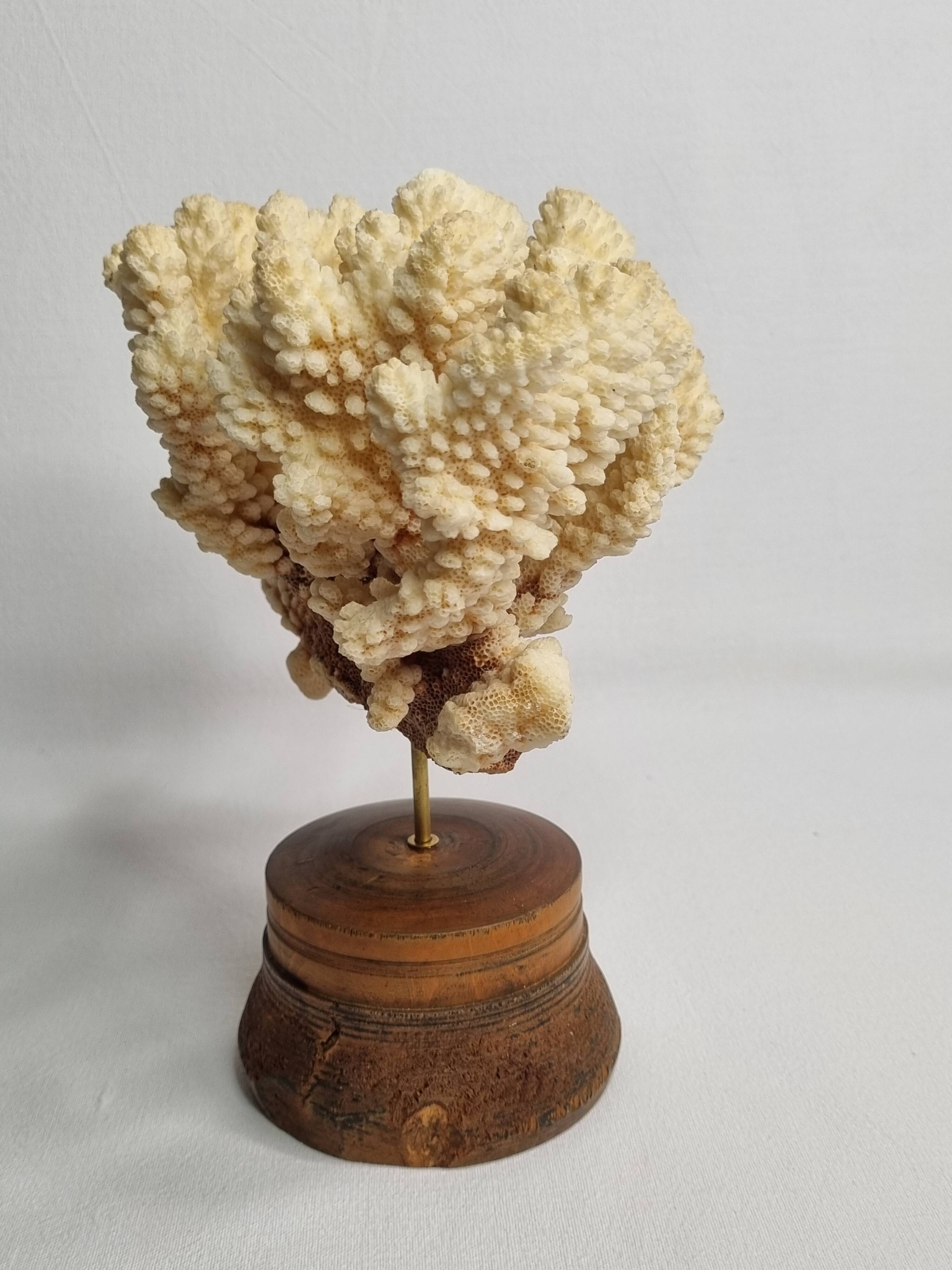 Antique natural coral mounted on turned wooden base, 22 cm