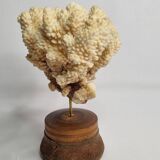 Antique natural coral mounted on turned wooden base, 22 cm