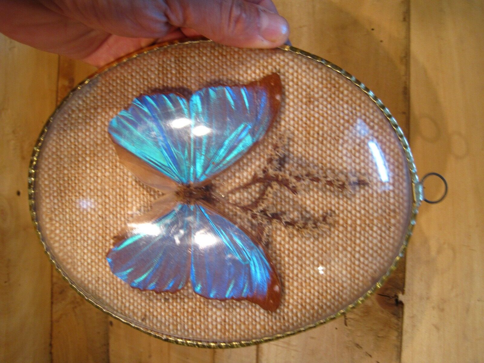 Curved oval frame with blue butterfly