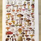 Mushroom poster, based on a 1920 lithograph