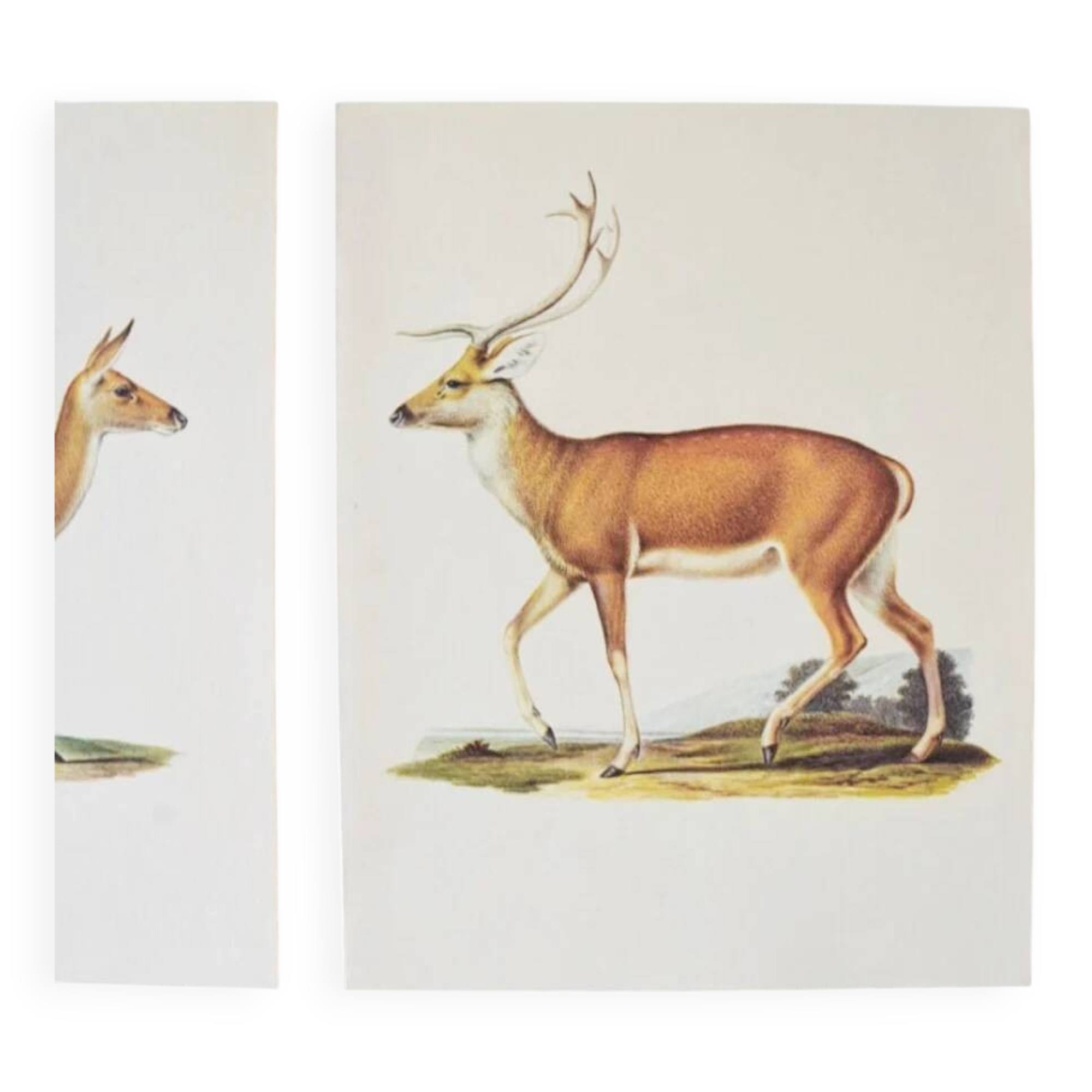 Bestiary plates from the Natural History Museum The deer