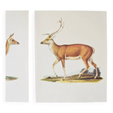 Bestiary plates from the Natural History Museum The deer
