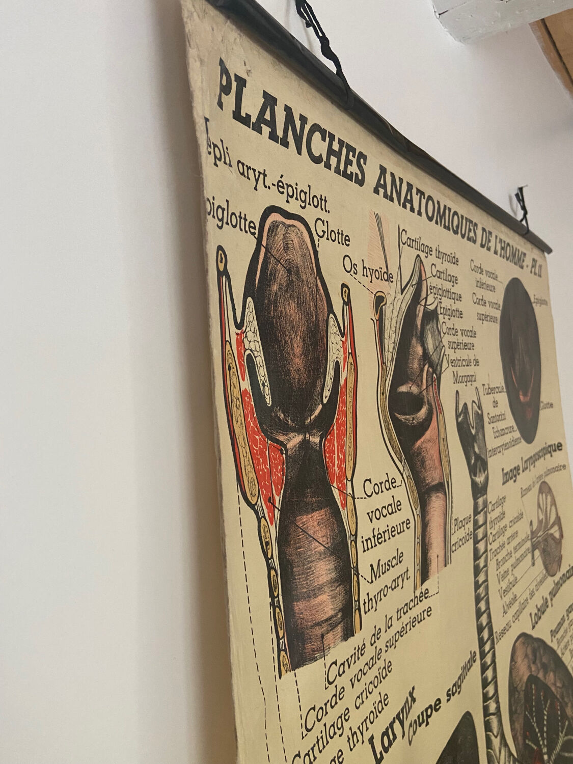 Anatomical chart of the respiratory system 1930s