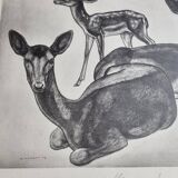 Planche illustrée, Études de Daims noirs, Signée André Margat, 1930-1950