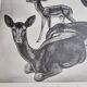 Illustrated plate, Studies of Black Fallow Deer, Signed André Margat, 1930-1950