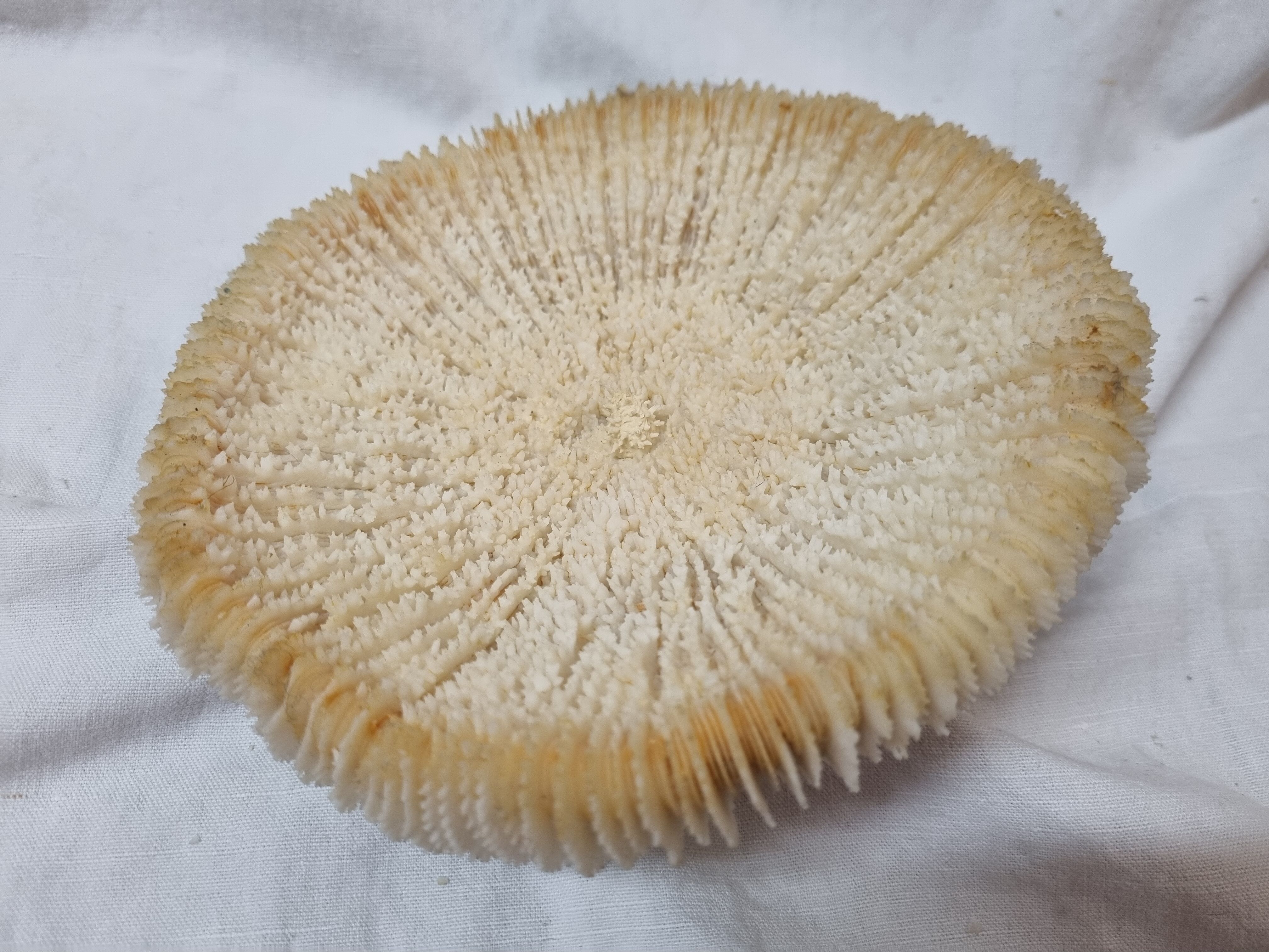 Coral Funga, mushroom, Indian Ocean