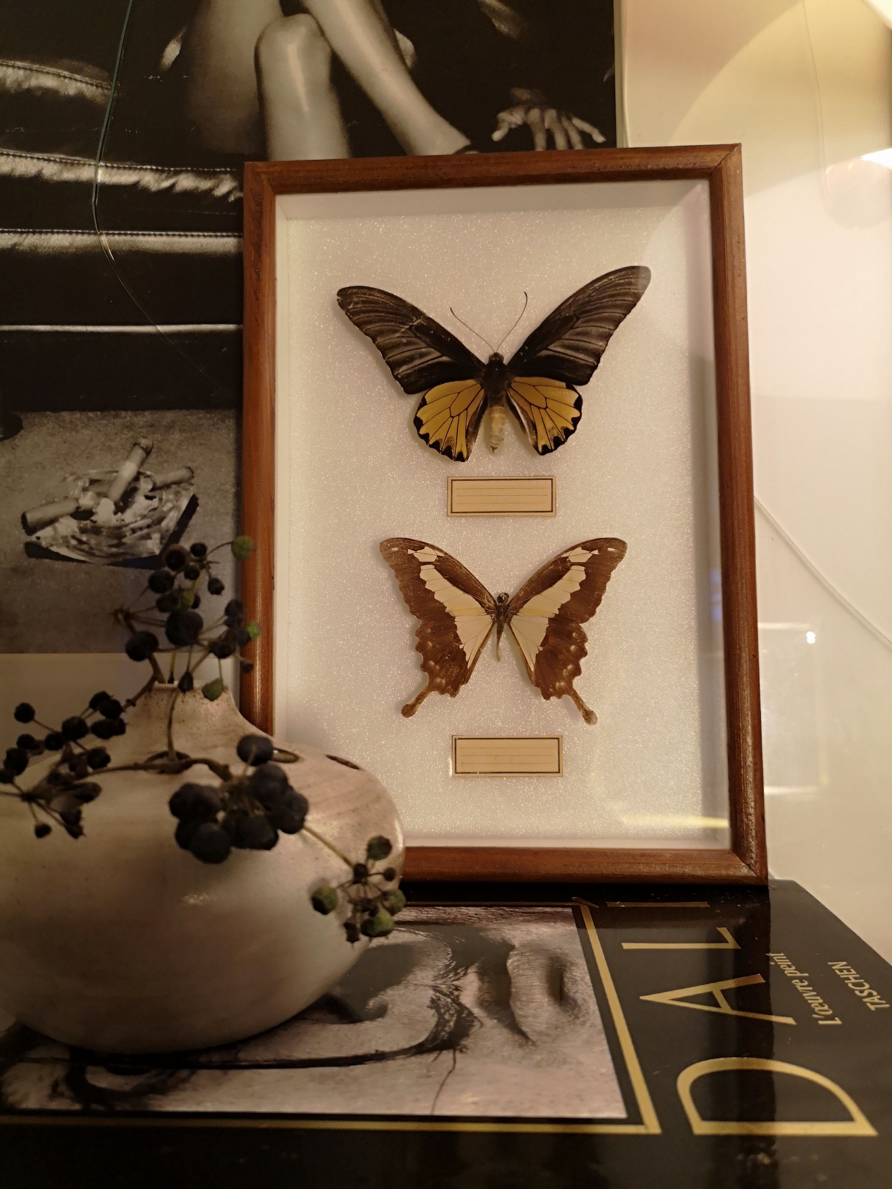 Cadre vintage papillon