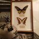 Cadre vintage papillon