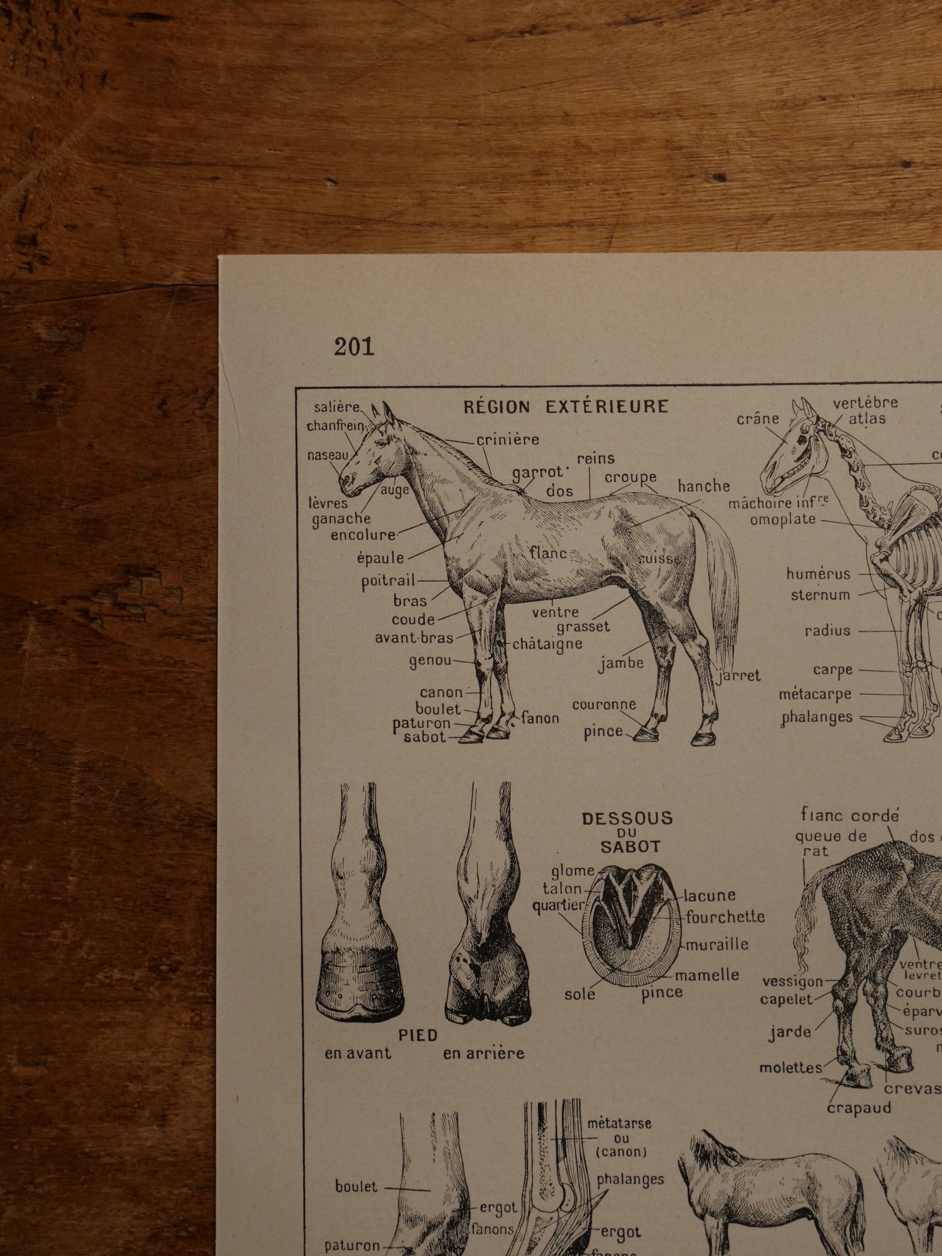 Original lithograph on the horse