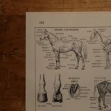 Lithographie originale sur le cheval