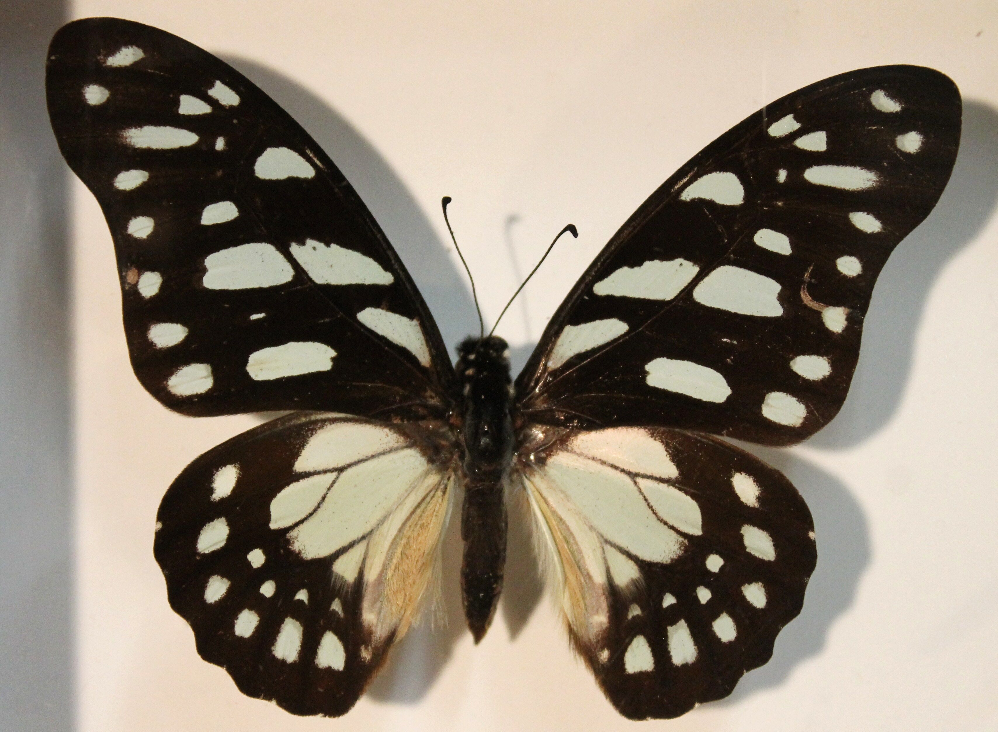 Framework set of 6 butterflies