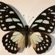 Framework set of 6 butterflies