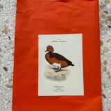 Botanical engraving birds double sided naturalist board