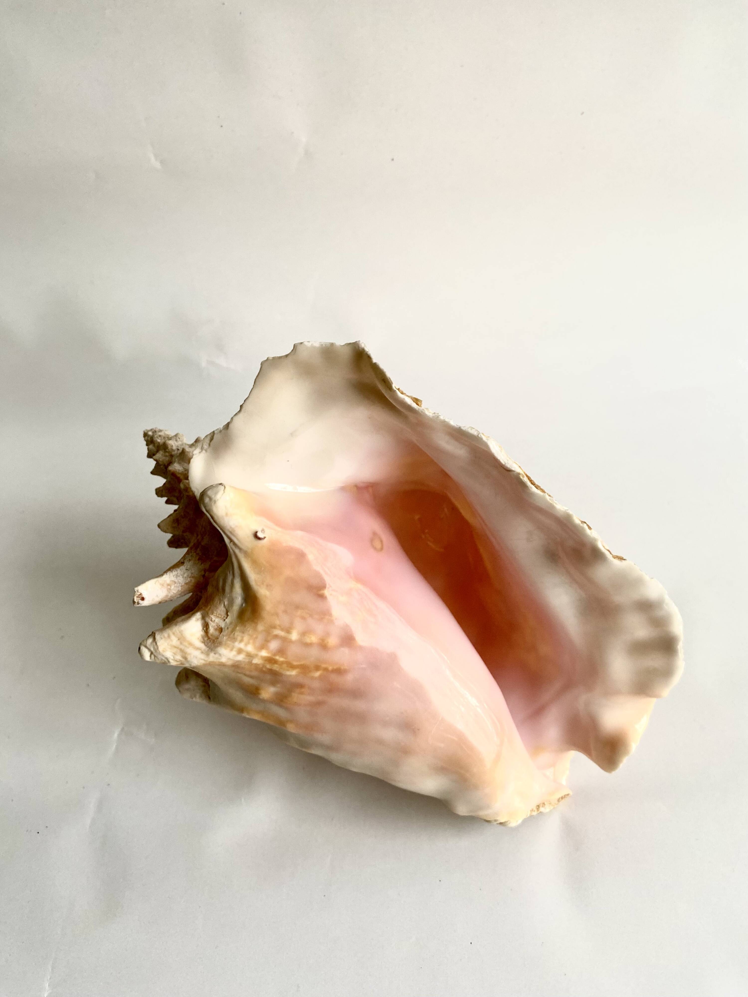 Florida shell