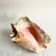 Florida shell