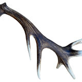 Deer antlers