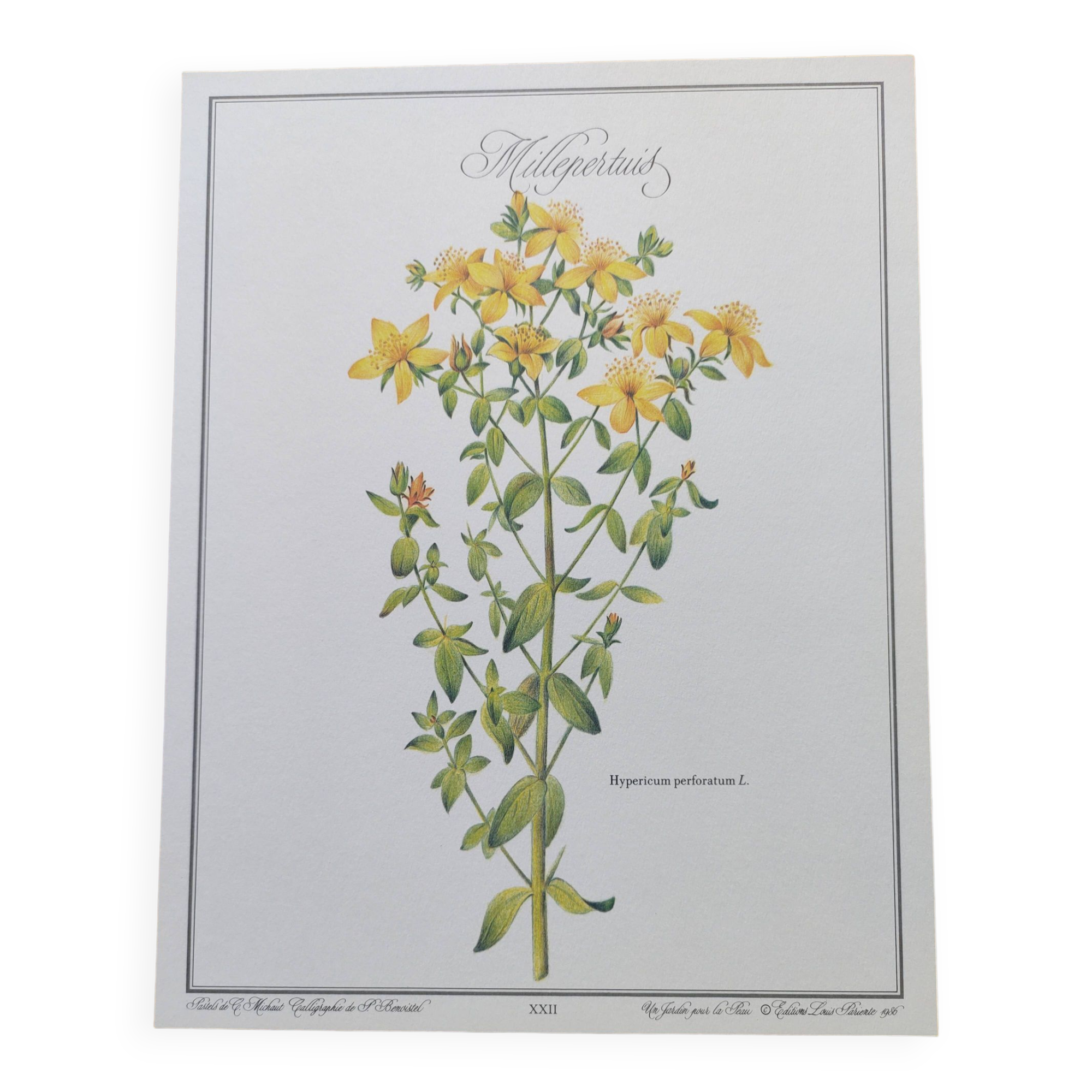 Botanical engraving -St. John's Wort- Illustration of medicinal plants and herbalism