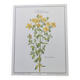 Botanical engraving -St. John's Wort- Illustration of medicinal plants and herbalism