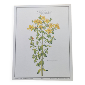 Botanical engraving -St. John's Wort- Illustration of medicinal plants and herbalism