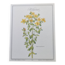 Botanical engraving -St. John's Wort- Illustration of medicinal plants and herbalism