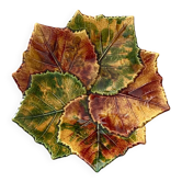 Coupe Vallauris SAP Vallauris