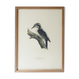 Natural History Color Lithography Tridactyl Pic 1929