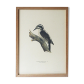 Lithographie en couleurs d'Histoire naturelle Pic tridactyle 1929