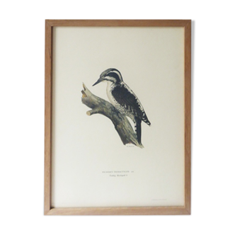 Natural History Color Lithography Tridactyl Pic 1929