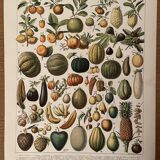 Lithograph engraving on fruits (apricot) from 1897