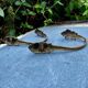 Pair of bronze putti coat hooks signed Art Nouveau period
