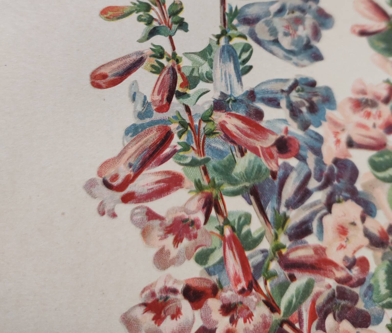 Gravure Fleur de 1897 - Pentstemon Murrayanus Var. - Planche botanique ancienne E.Godard