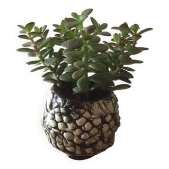 Handmade ceramic vase for succulents