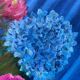 Tableau peinture bouquet de fleurs huile sur toile 